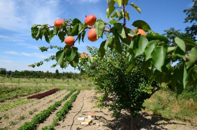 abricots