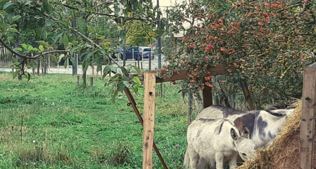 Olivier, un berger jardinier en milieu péri-urbain d'Île-de-France