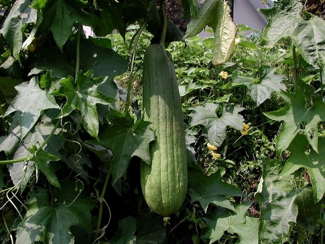 Luffa_aegyptica