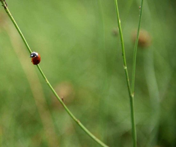 coccinelle-julie-gourves-ofb