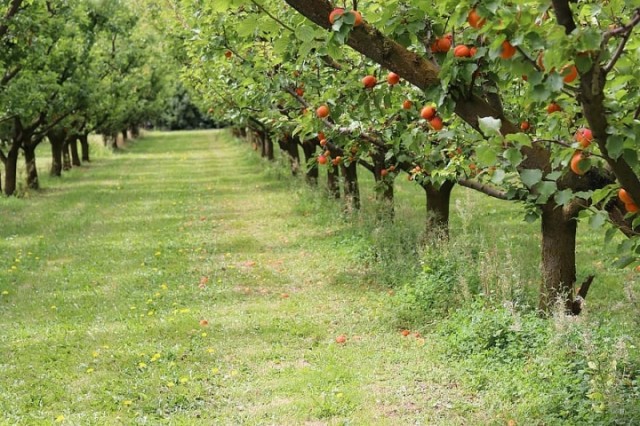 nature-apricots-trees-fruit-beautiful-orchard