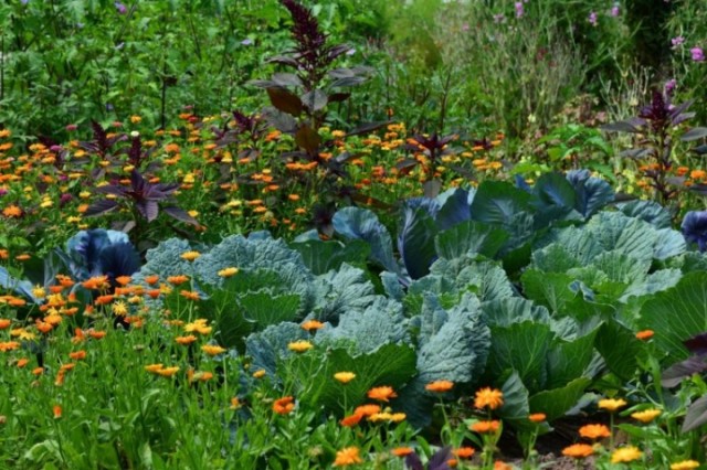 white-cabbage-2521700_1920-768x512