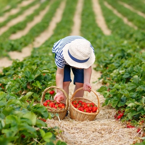 shutterstock_348630146_fraise