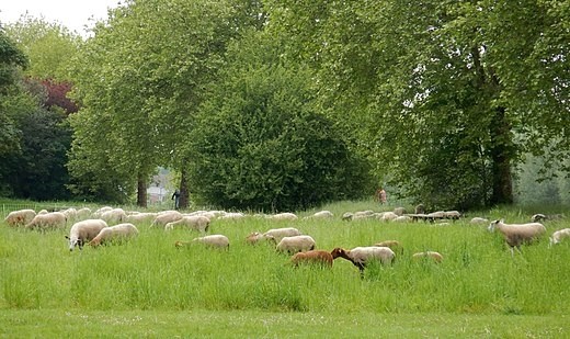 520px-copaturage_urbain_Lille_moutons_chvres_landscape_grazing_Mai_2019c.jpg_15