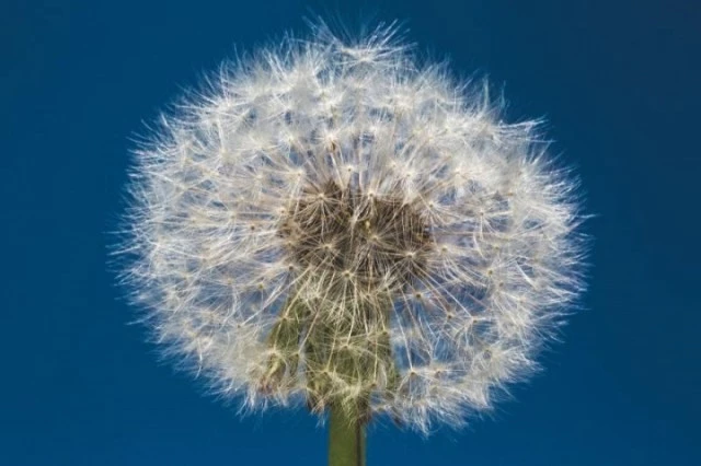 floriscope