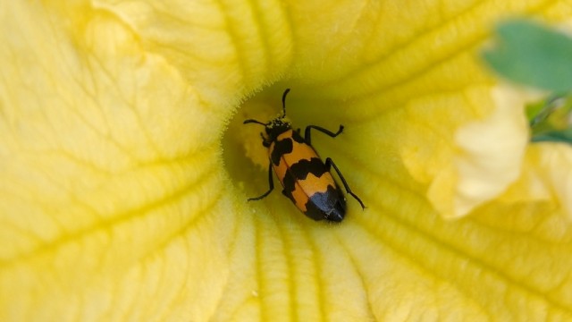 Couverture - Coléoptère butinant une fleur de courge