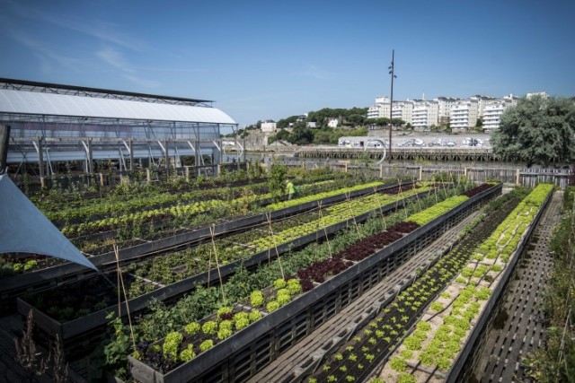 potager-cantine-et-guho-BD-15---Copie