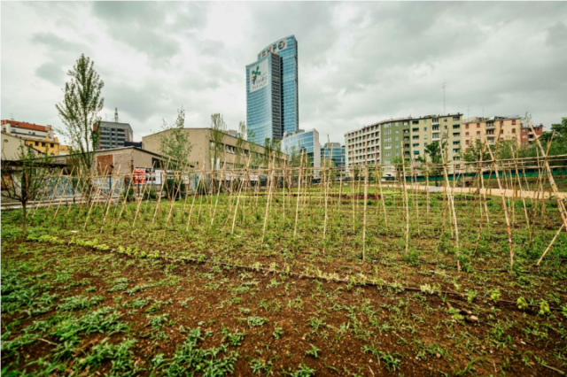 Screenshot-2022-03-07-at-15-59-54-Urban-Agriculture-EFUA