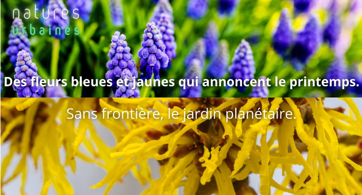 Des fleurs bleues et jaunes qui annoncent le printemps - News/Actualités