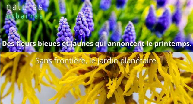 Screenshot-2022-03-28-at-11-05-30-Des-fleurs-bleues-et-jaunes-qui-annoncent-le-printemps-