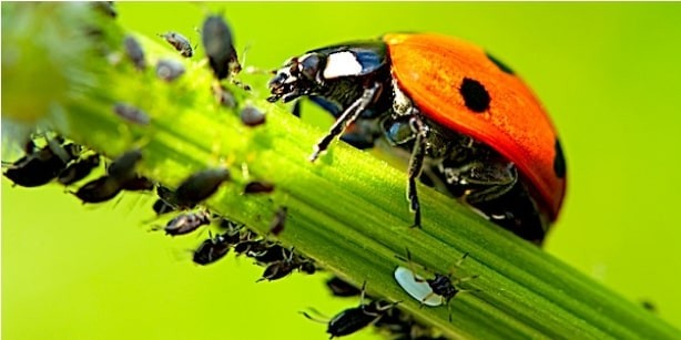 Screenshot-2022-06-23-at-10-51-21-Biocontrle-des-productions-agricoles-les-insectes-vont-ils-remplacer-les-pesticides-