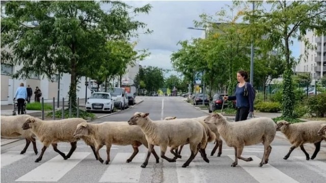 Screenshot-2022-08-24-at-15-30-51-La-Bergerie-Urbaine-transhumance-en-ville---Lyon-Demain