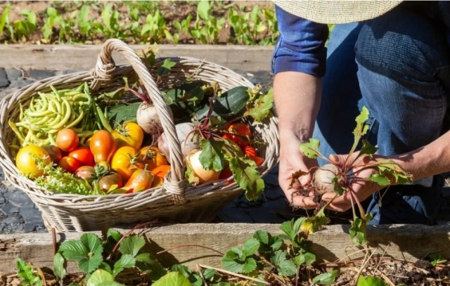 Screenshot-2022-10-06-at-15-55-08-Cinq-conseils-pour-un-potager-idal