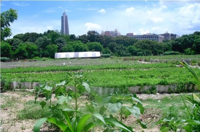 Screenshot-2022-10-05-at-10-32-55-Impacts-de-lagriculture-urbaine--Cuba-TERRACEUS