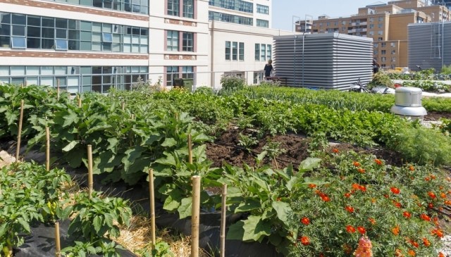 Screenshot-2023-06-08-at-12-32-10-agriculture-urbaine-productive--Recherche-Google