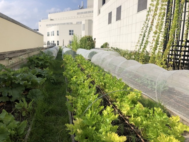 Ferme-urbaine-en-toiture