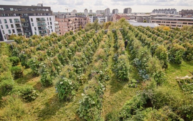 Ferme-urbaine-Peas-and-Love