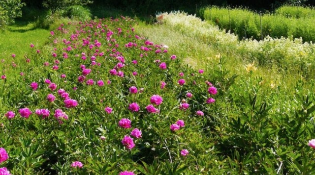 ferme-florale