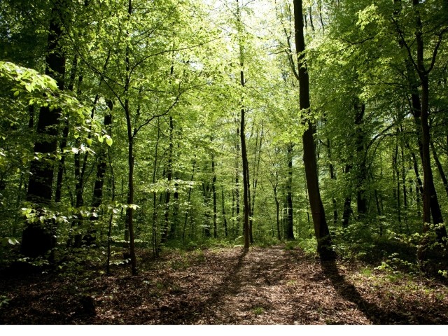 concours_photo_la_foret_et_moi