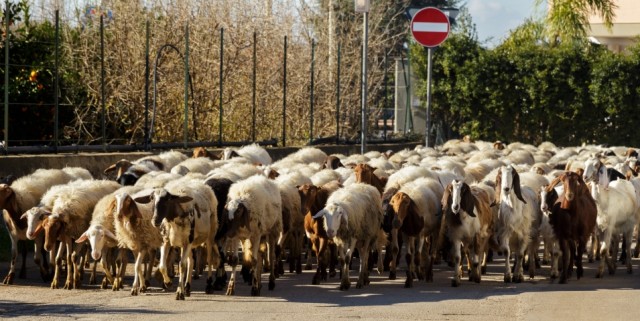 Animaux_Moutons_en_ville_iStock-960715260_copie