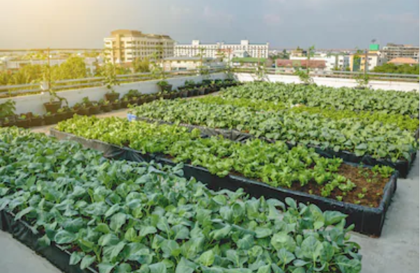 agriculture-urbaine