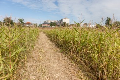 parcelle_agriculture_biologique_parc_des_lilas_el2_0174