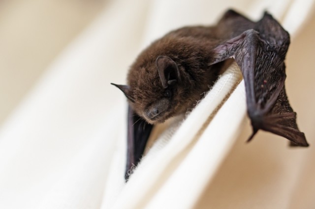 Article-pipistrelles--J.-F.-Coffin-3