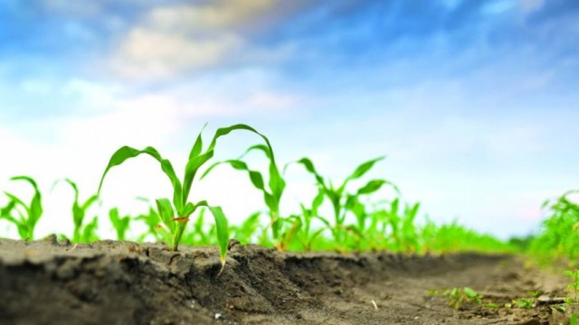 Young-Corn-Closeup