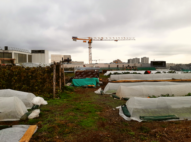 Qu'enseigne le cultivateur à l'urbain: valeurs démocratiques & citoyenneté