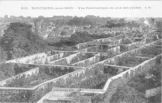 Les murs à fruits dans les villes du 17ème siècle : une forme d’agriculture urbaine oubliée ?