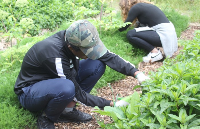 Dinh-Phi Ngo -Pépin Production