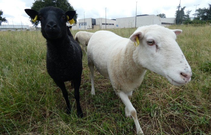 Hélène Royer - Campus de Poitiers