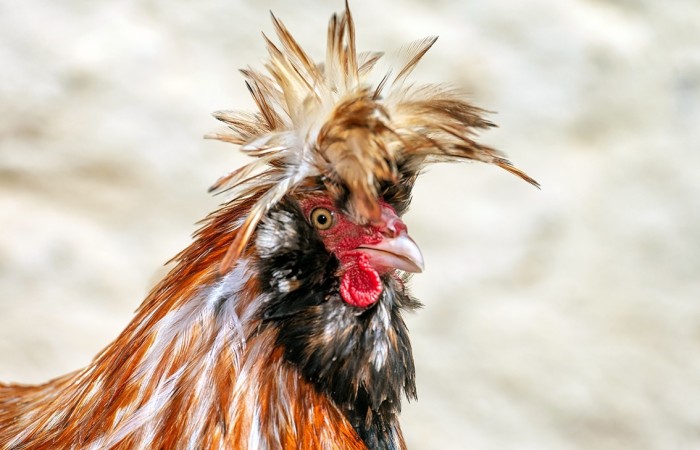 Manuela Leduc - Le Haut Montmartre